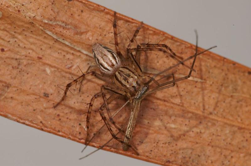 Oxyopes_elegans_D7920_Z_88_North Stradbroke island_Australie.jpg